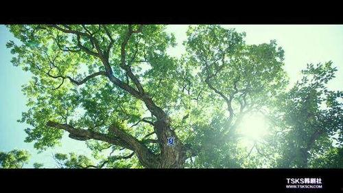 小森林在线观看免费,免费在线观看，感受田园生活的诗意与温暖  第1张